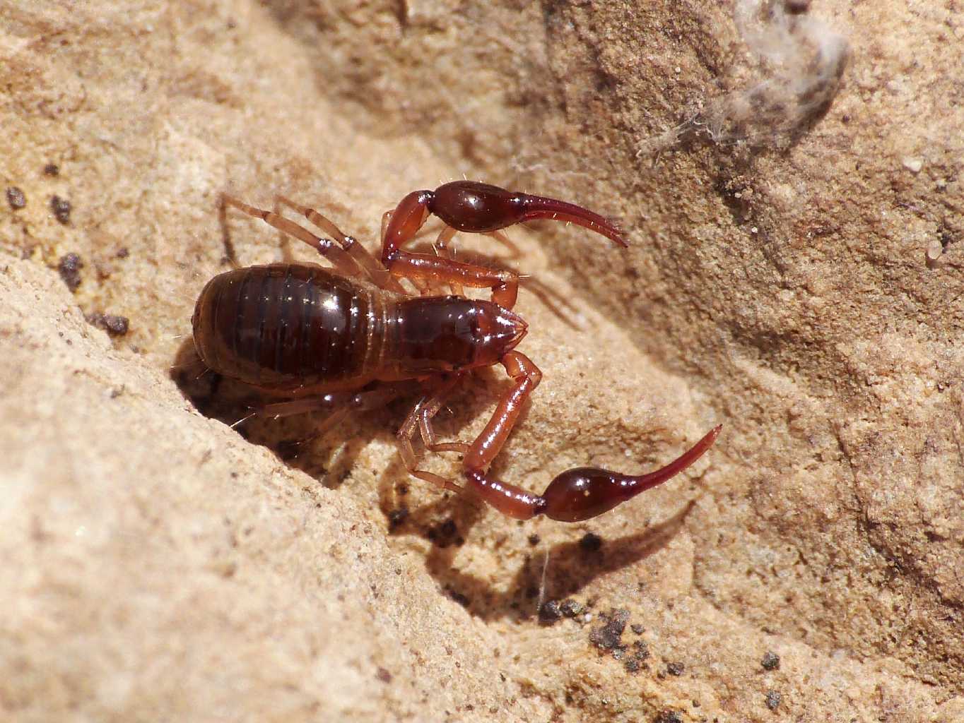 Pseudorcorpione: Neobisium sp. - Tolfa (RM)